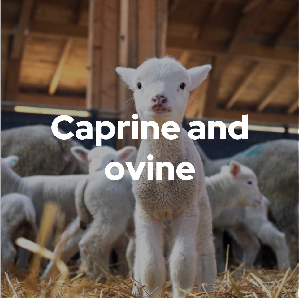 Caprine and ovine