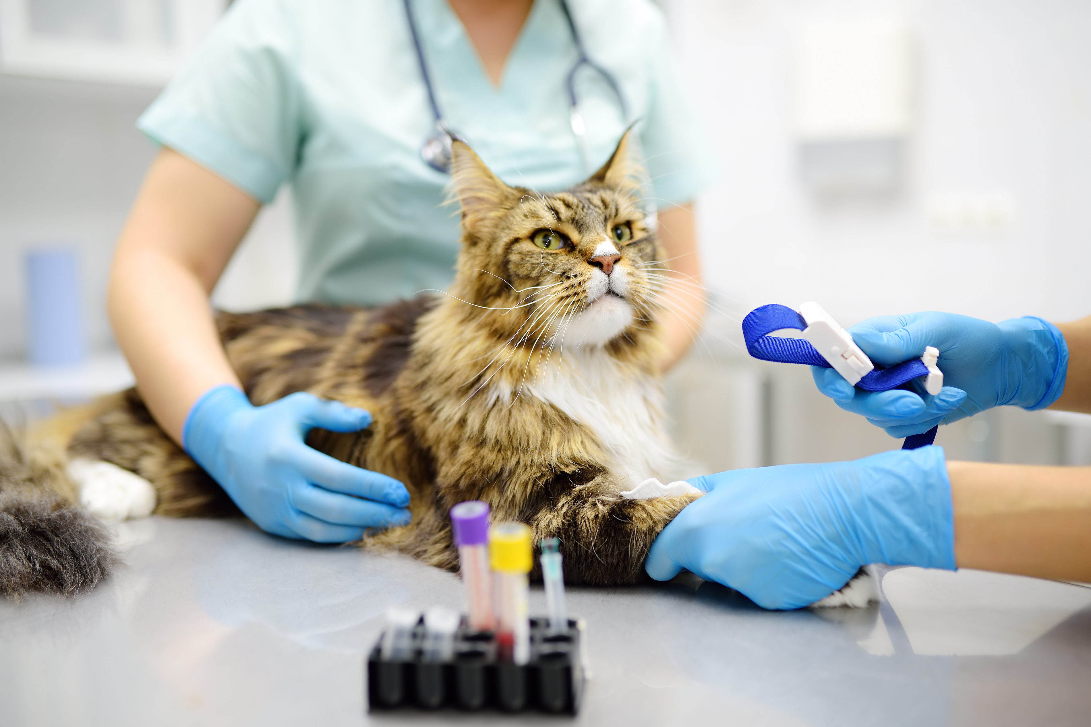 https://medias-cd.cdmv.com/media/0oknvpj1/articles_veterinaires_adobestock_775421392.jpeg