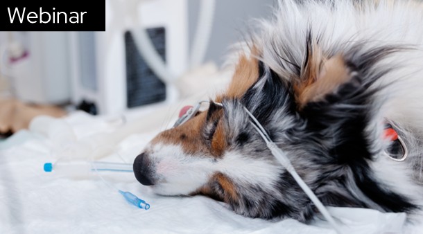 https://medias-cd.cdmv.com/media/0rtne3u4/campus-card_image-webinaire-anesthesie-en.jpg