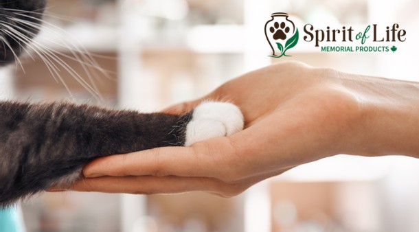 https://medias-cd.cdmv.com/media/0wibcmmj/campus-card_image-info-produits-spirit-of-life.jpg