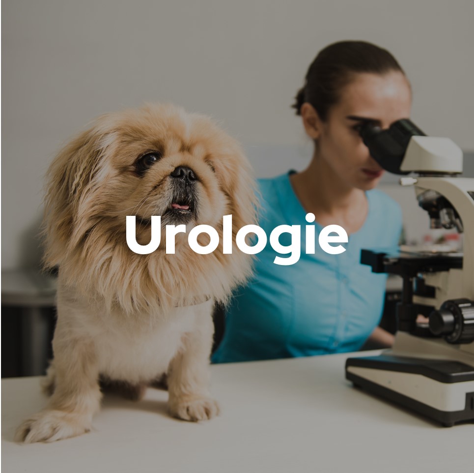 Urologie