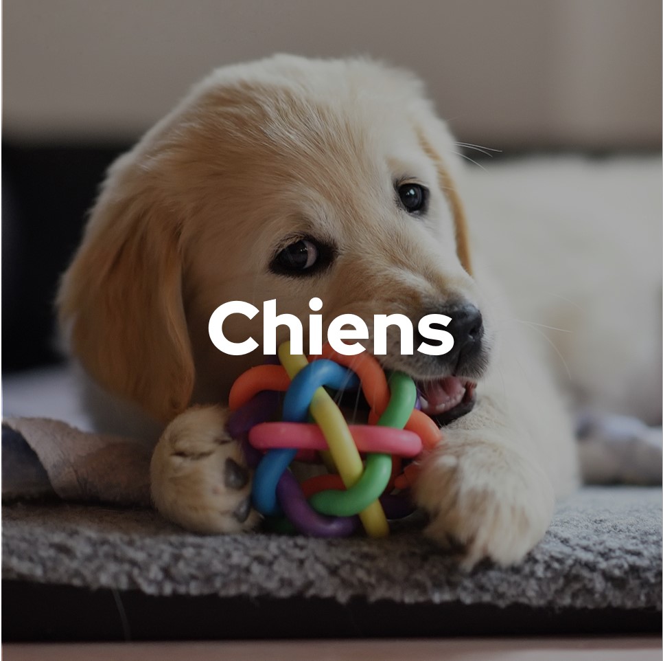 Chiens