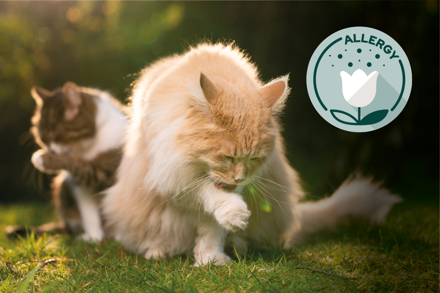 Allergy cat