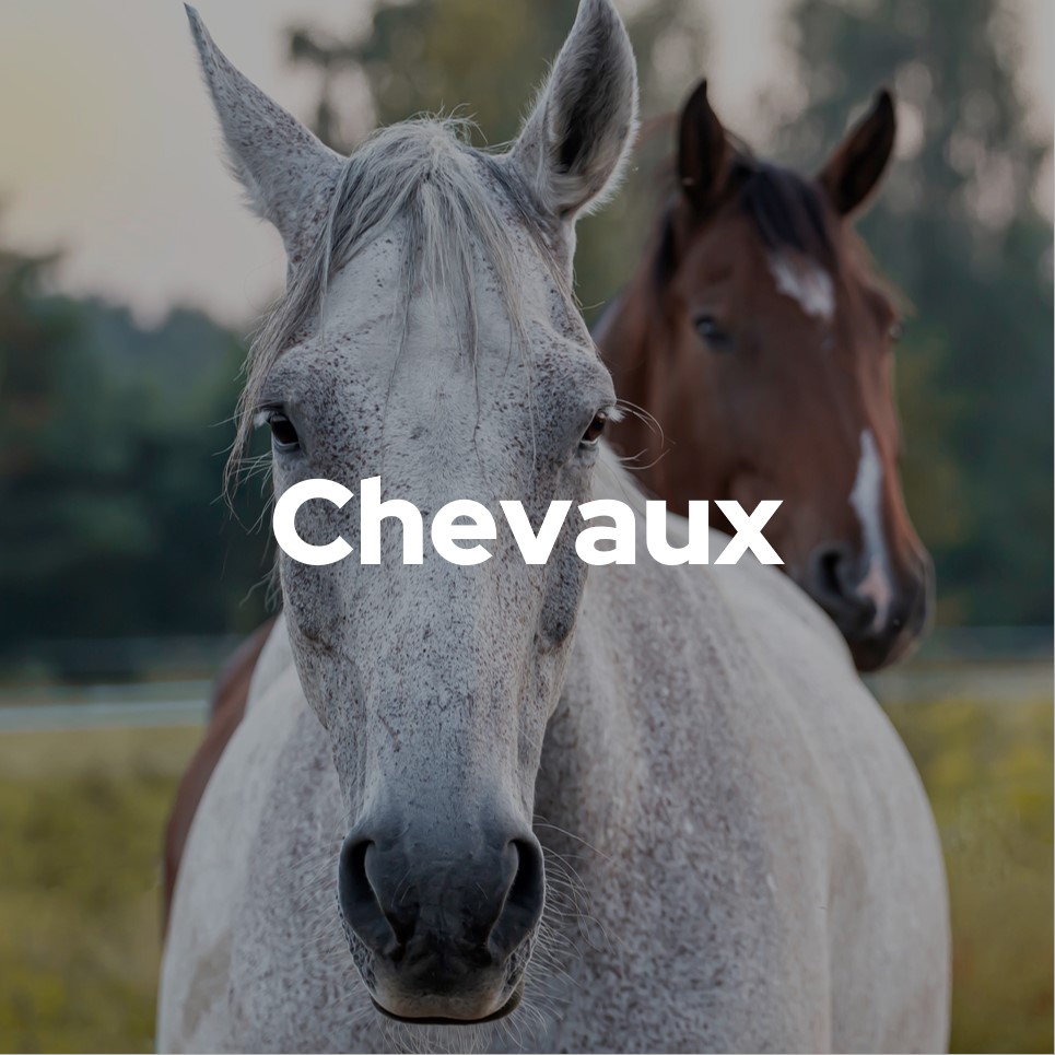 Chevaux