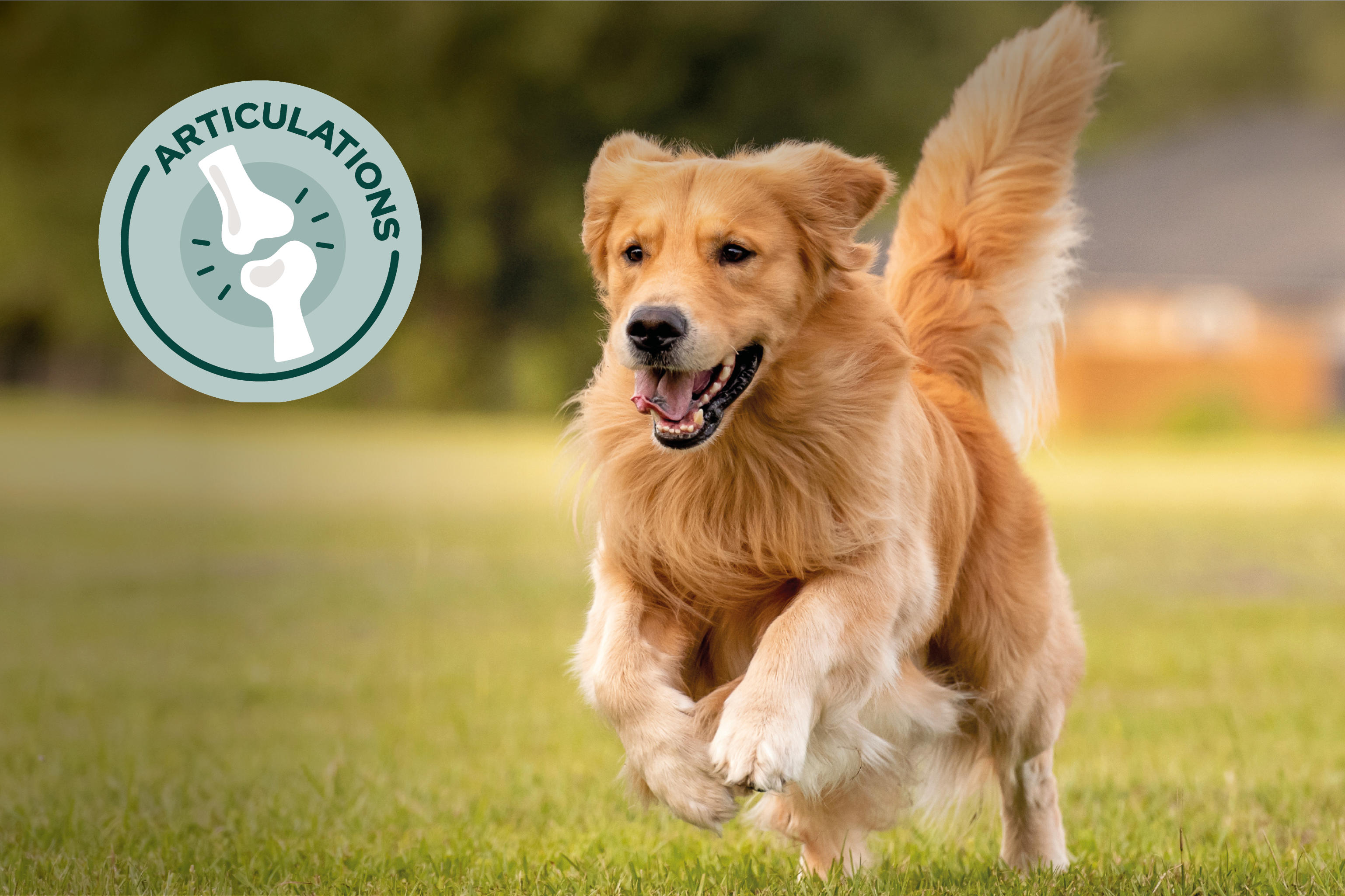 Articulations chien