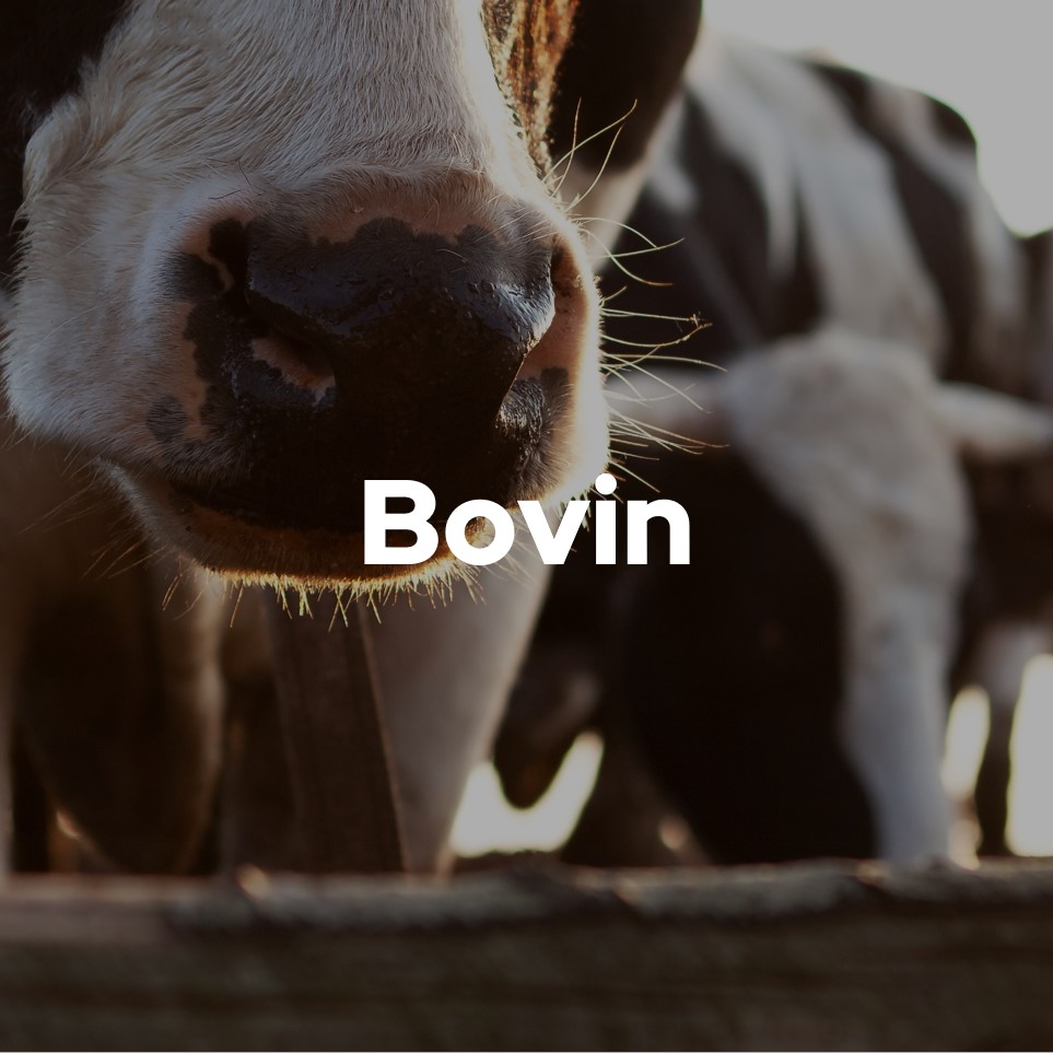 Bovin