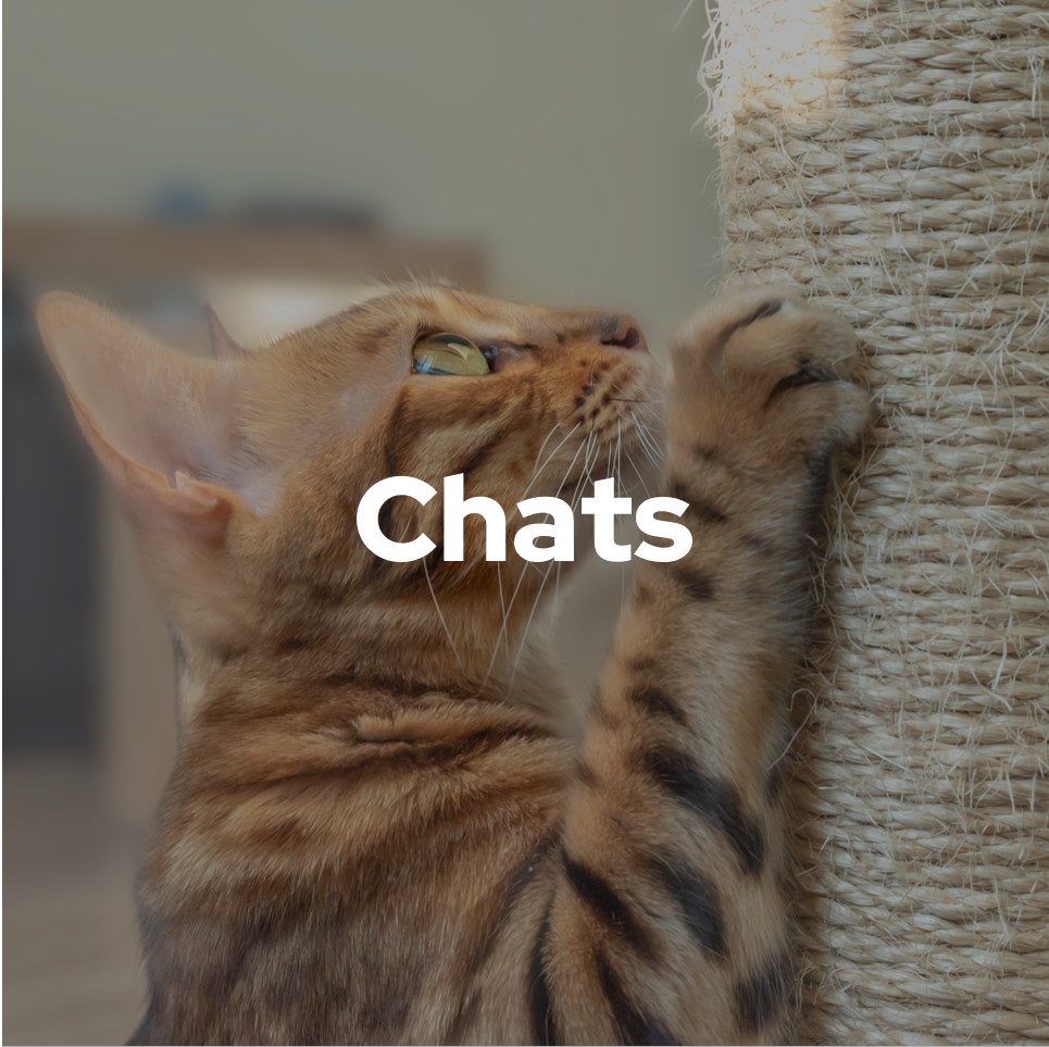 Chats