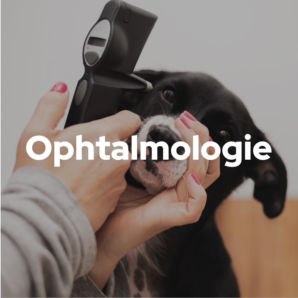 Ophtalmologie