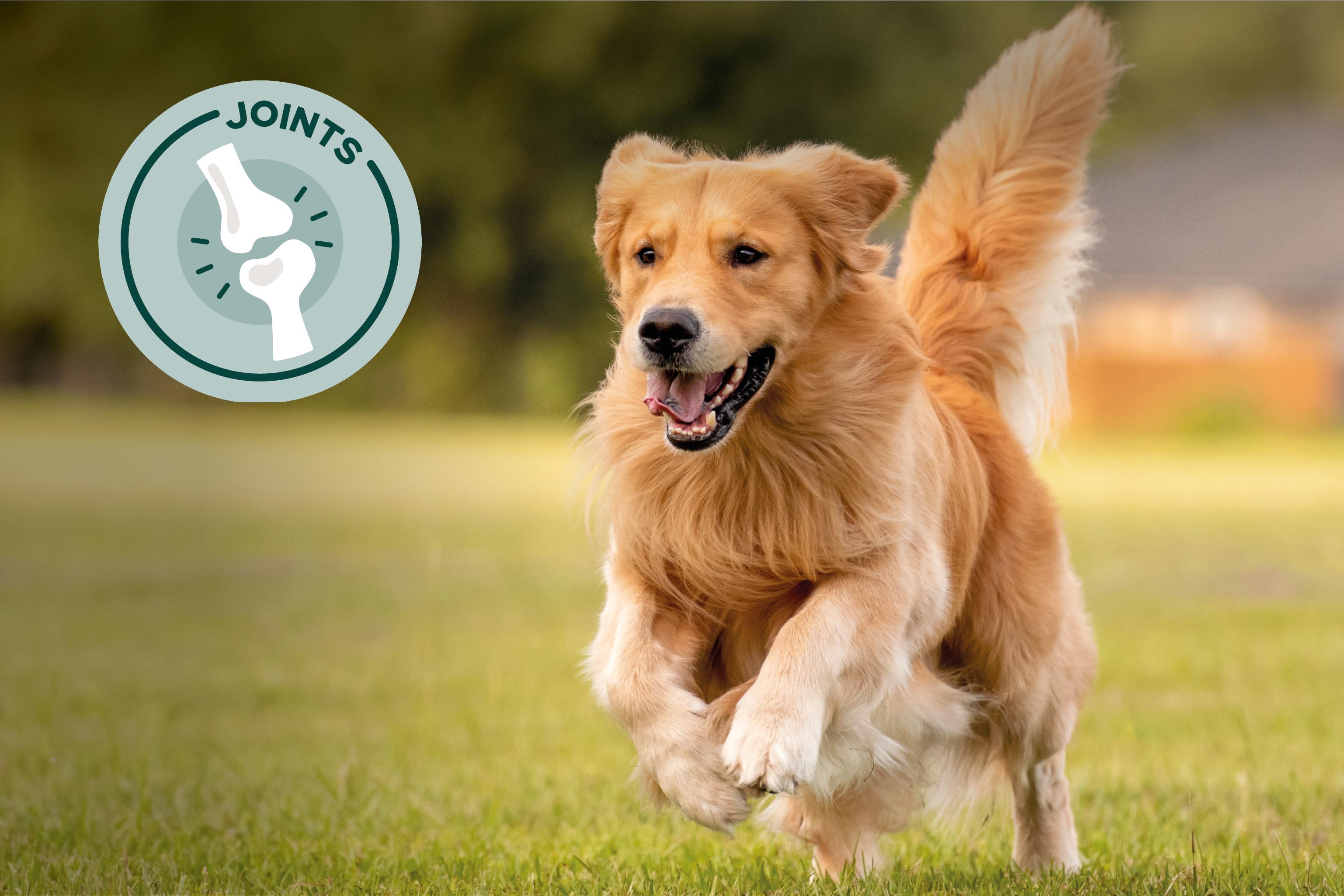 Joints dog
