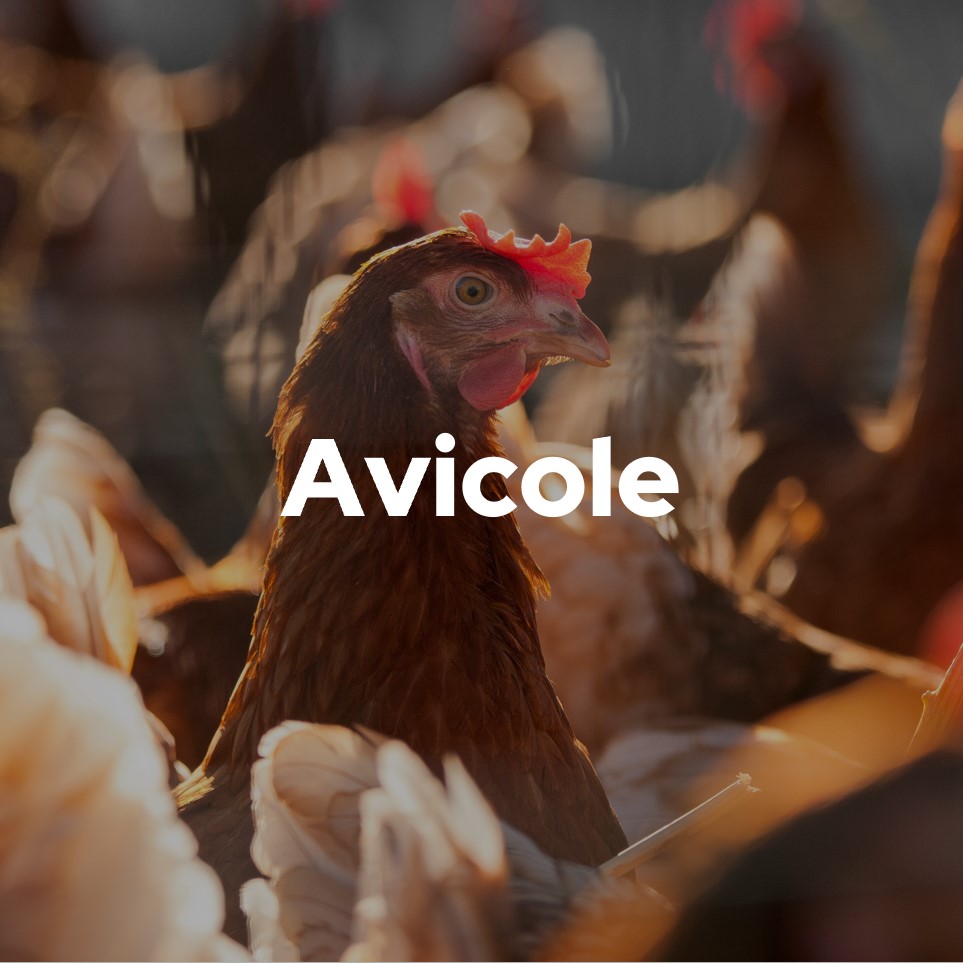 avicole