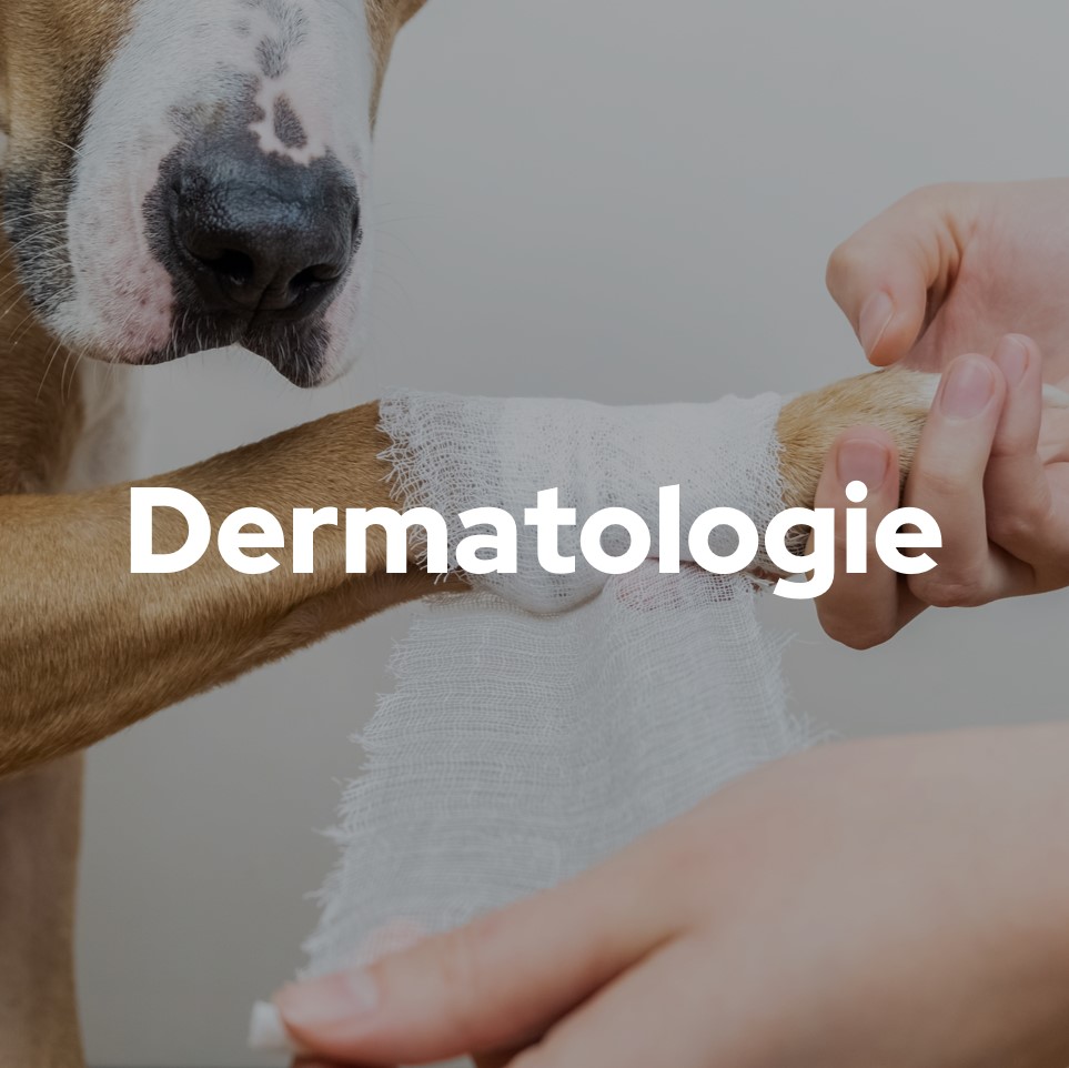 dermatologie