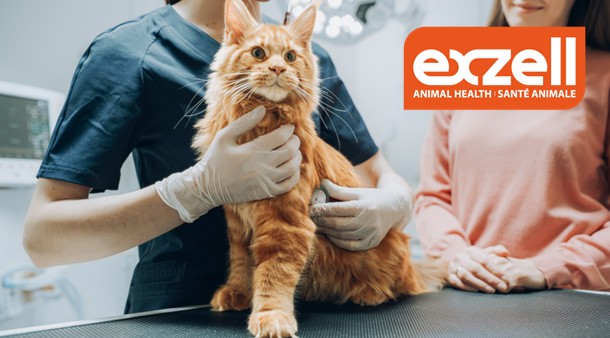 https://medias-cd.cdmv.com/media/layfcfg2/campus-card_image-exzell.jpg