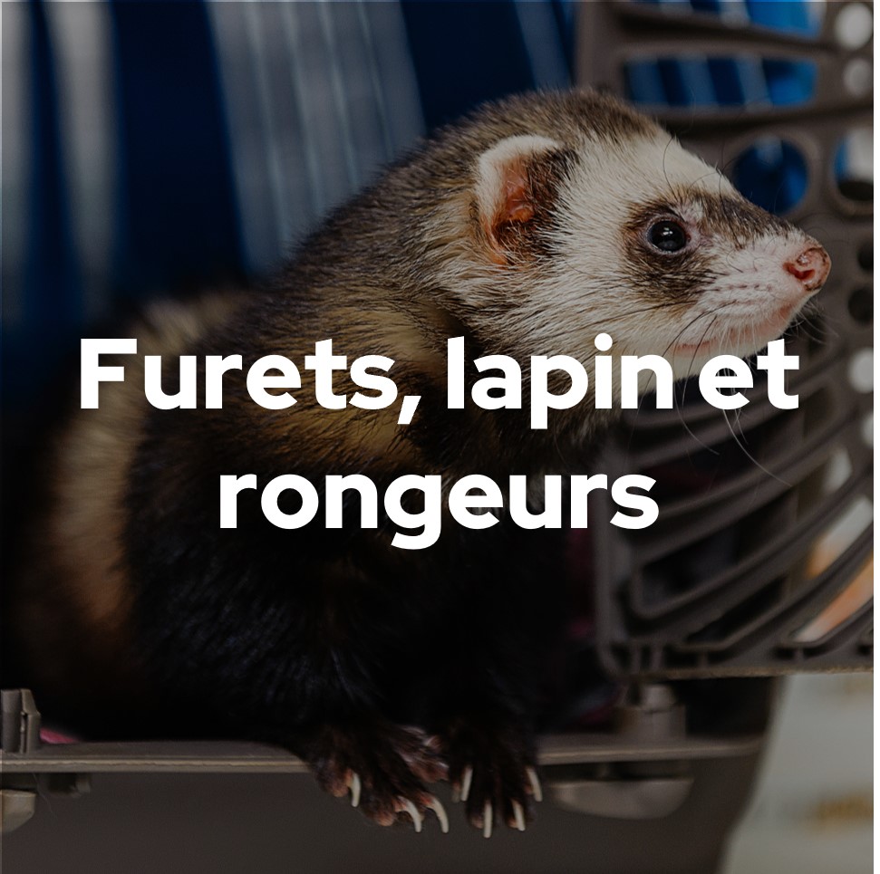 Furets lapins et rongeurs