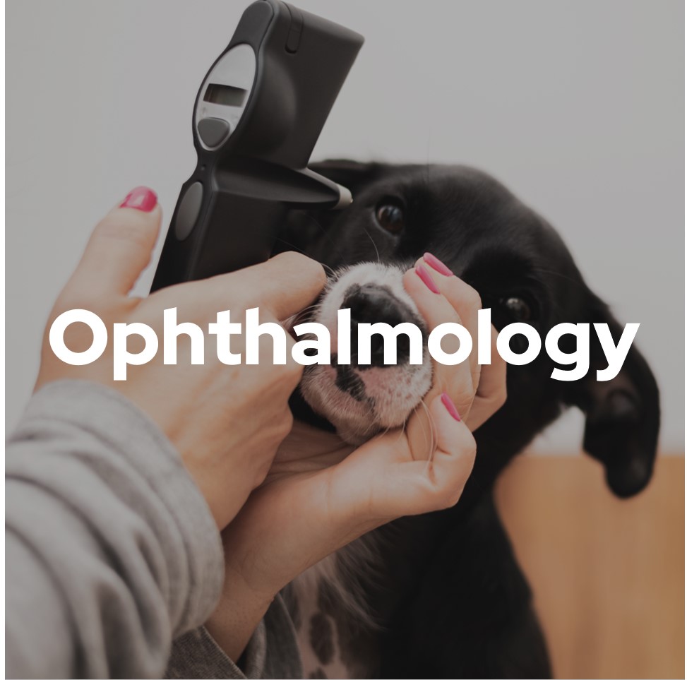 Ophtalmologie