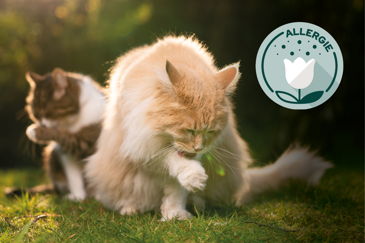 Allergie chat