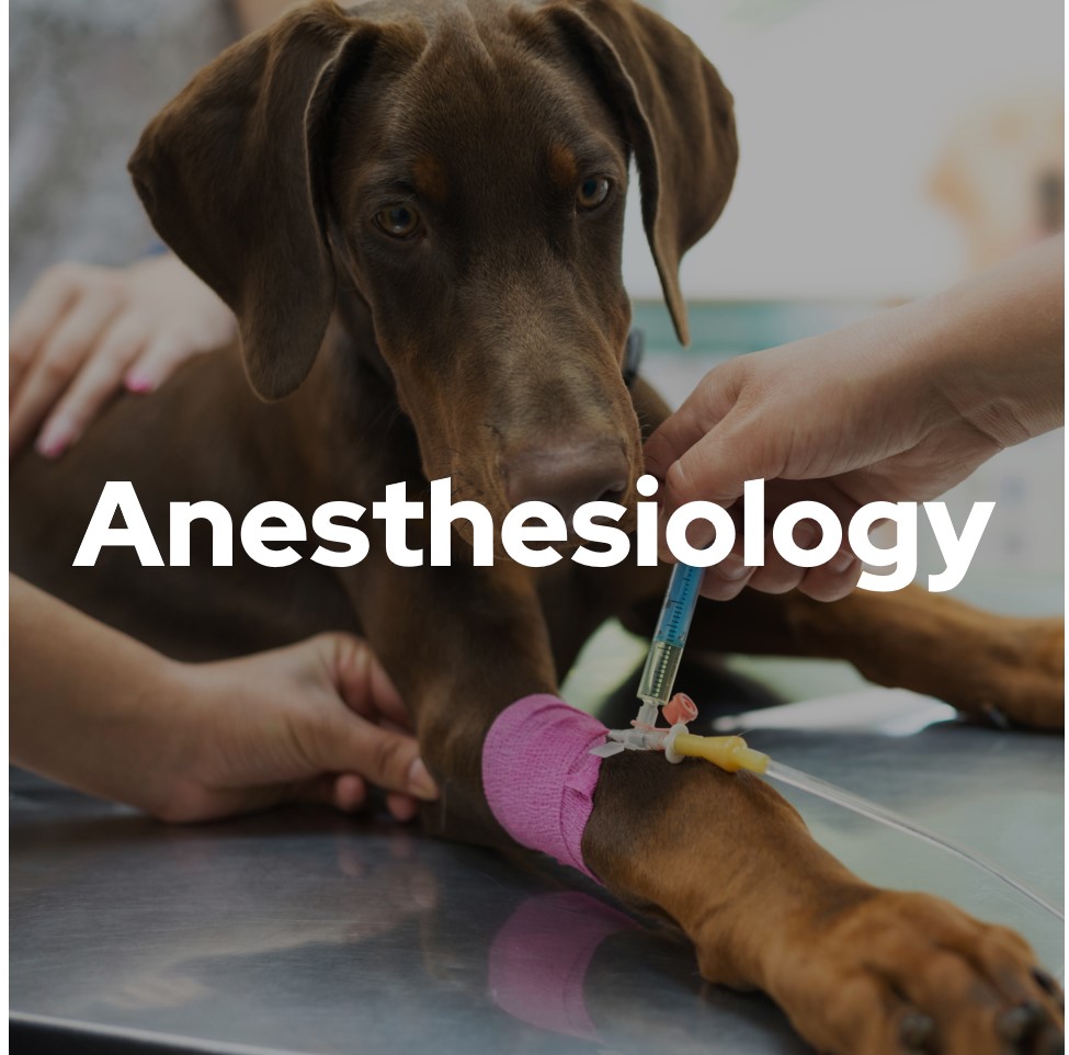 Anesthéologie