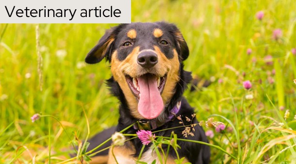 https://medias-cd.cdmv.com/media/oiynf5di/card_vetramil-article-en.jpg