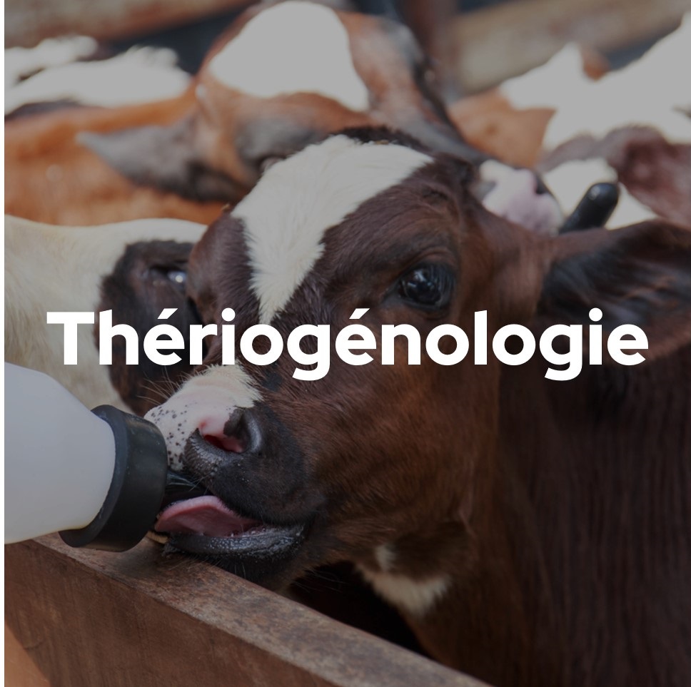 Theriogenologie