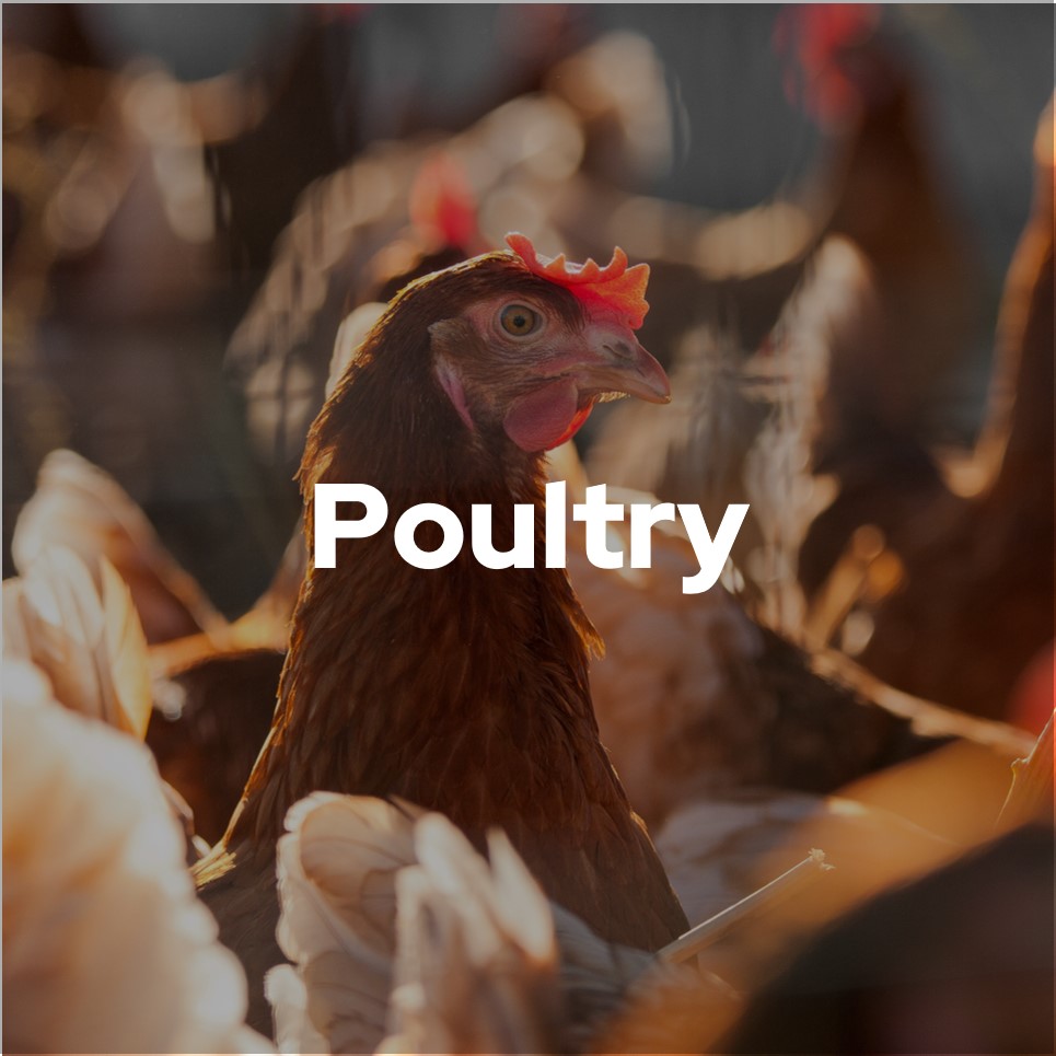 Poultry