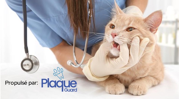 https://medias-cd.cdmv.com/media/qkeislad/campus-card_image-webinaire-dentisterie-fr.jpg
