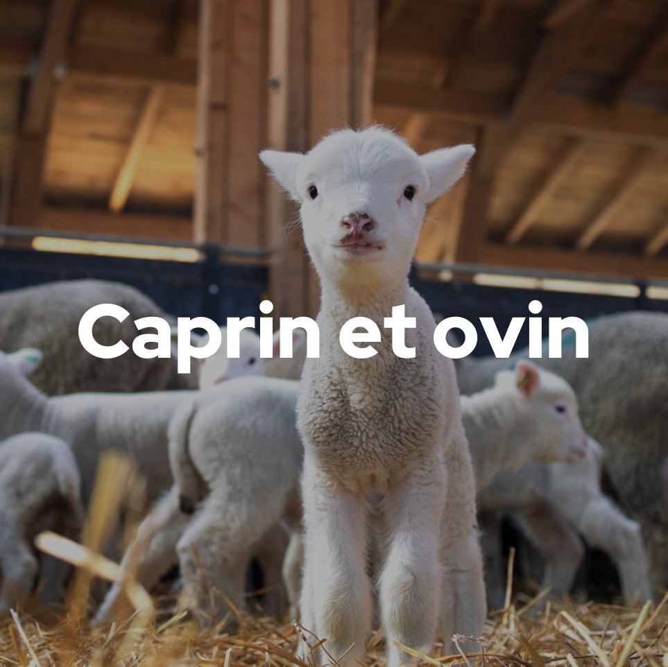 Caprin et ovin