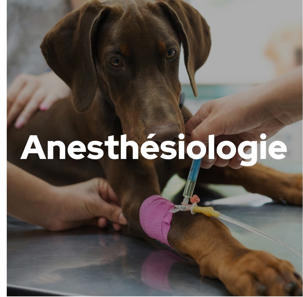 Anesthéologie