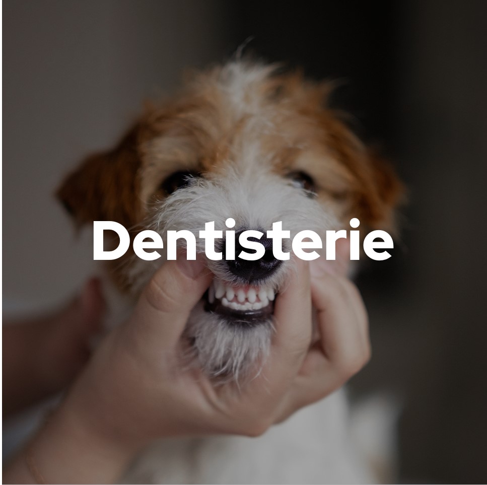 Dentistrerie