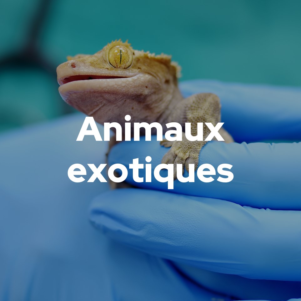 Animaux exotiques