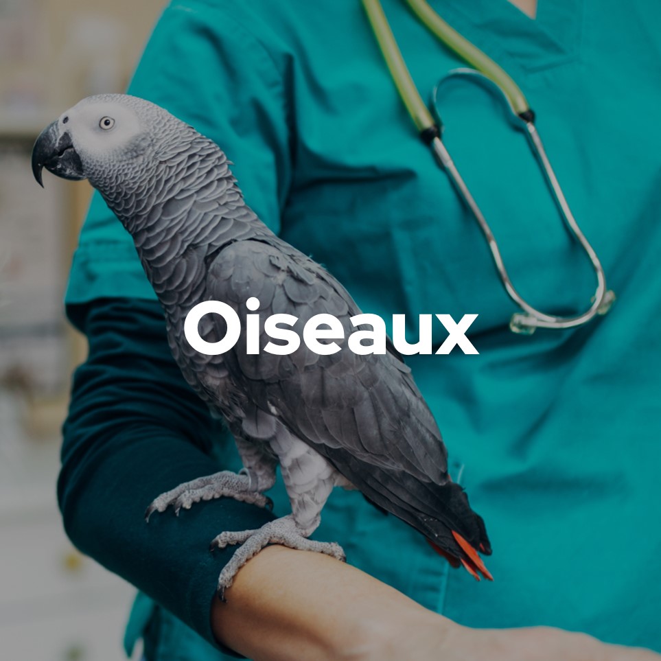 Oiseaux