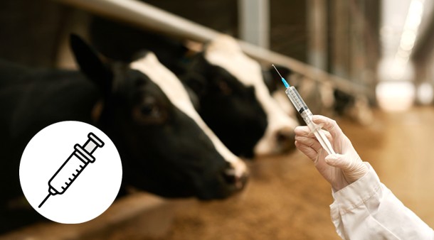 https://medias-cd.cdmv.com/media/xgabtzft/campus-card_vaccination-solvet.jpg