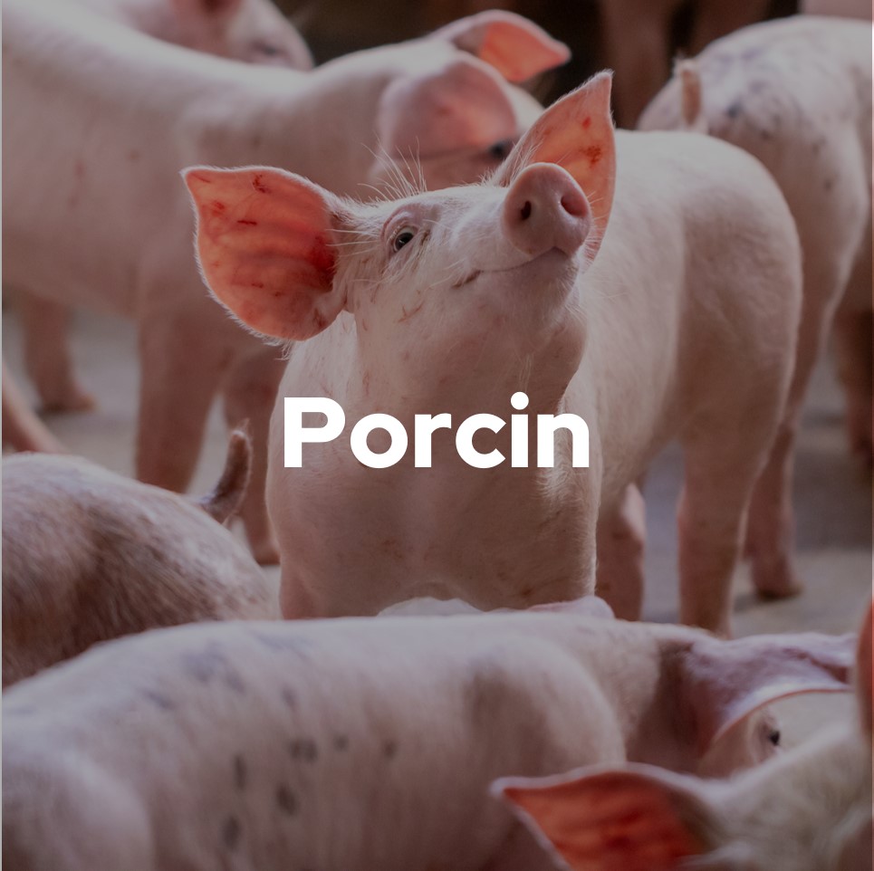 Porcin