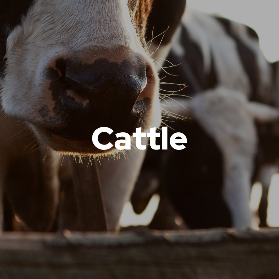 Cattle
