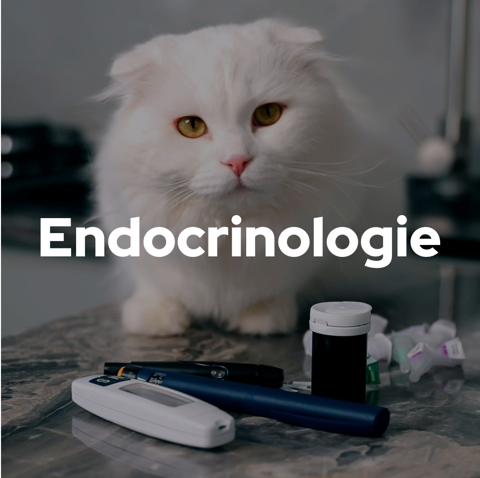 Endocrinologie